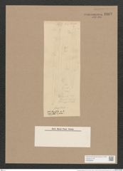 Pleurosigma kerguelense Grun. (de-Toni-Nr.: Genus 13, Species 1046) Zeichnungen Sammlung Grunow Nr. 1883 (NHMW-BOT-W0368995)